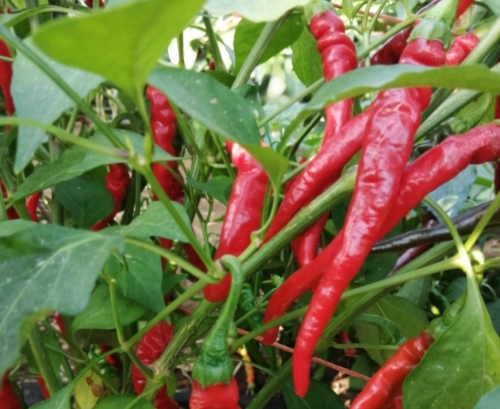 cayenne red doupe